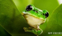 网红青蛙在线吃瓜,趣味横生引网友热议