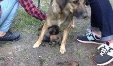 最新台湾狗崽爆料视频播放