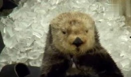 海獭技能爆料怎么做视频,视频带你领略海洋萌宝的神奇本领