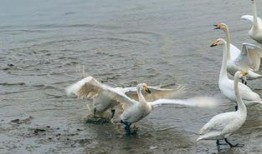 天鹅娱乐资讯吃瓜,揭秘娱乐圈最新“吃瓜”热点