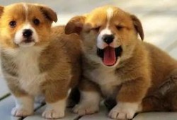 狗狗最新爆料图片高清,萌态可掬，瞬间萌化人心