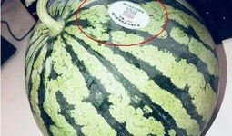 版纳网红吃瓜,揭秘热带风情下的美食诱惑