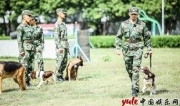 史蒂夫训犬爆料视频大全,视频大全背后的训练秘诀