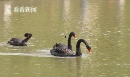 天鹅娱乐资讯吃瓜,揭秘娱乐圈最新“吃瓜”热点