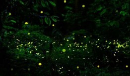 萤火虫 在线观看,浪漫光影下的自然奇观在线欣赏