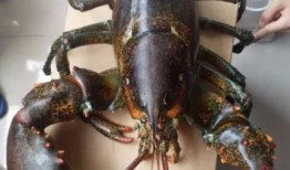 龙虾最新爆料视频大全,揭秘幕后真相，精彩瞬间大盘点