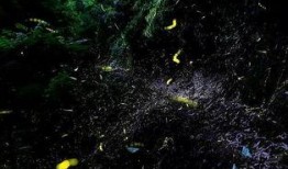 萤火虫 在线观看,浪漫光影下的自然奇观在线欣赏