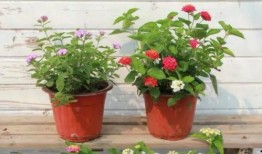 烟妹最新爆料新闻视频下载,最新爆料新闻视频幕后真相大起底