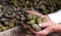 娱乐吃瓜小花当枪,揭秘当红明星背后的幕后故事