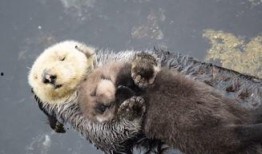 海獭技能爆料怎么做视频,视频带你领略海洋萌宝的神奇本领